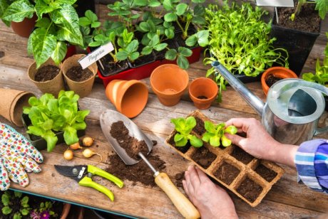 Как проверить состояние садовых инструментов